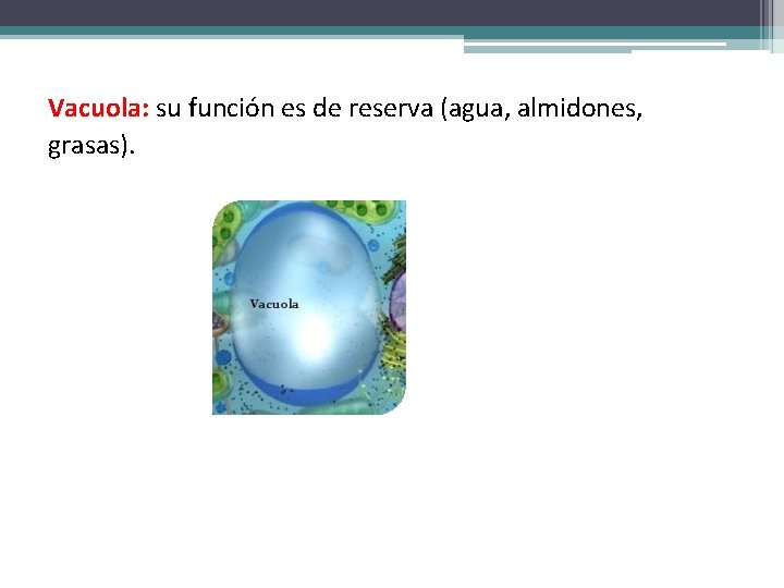 Vacuola: su función es de reserva (agua, almidones, grasas). 