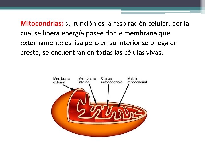 Mitocondrias: su función es la respiración celular, por la cual se libera energía posee