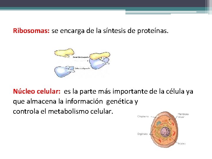 Ribosomas: se encarga de la síntesis de proteínas. Núcleo celular: es la parte más