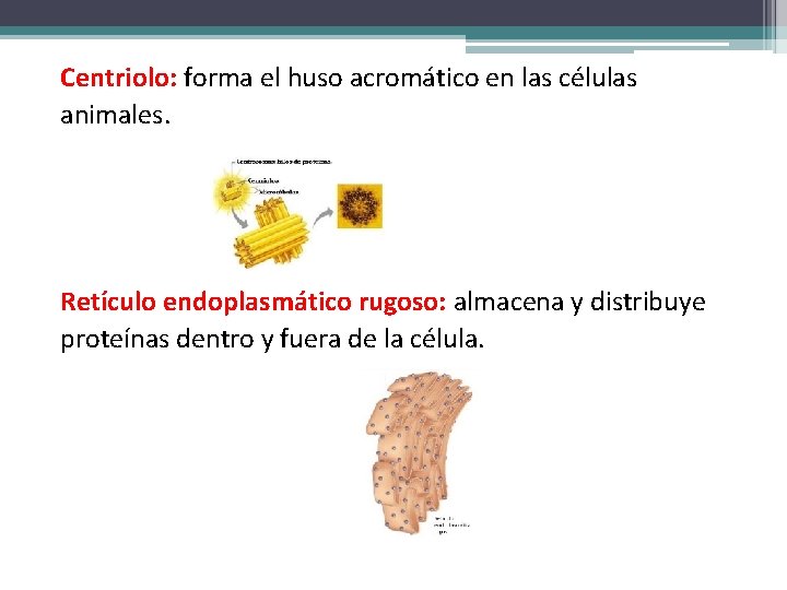 Centriolo: forma el huso acromático en las células animales. Retículo endoplasmático rugoso: almacena y