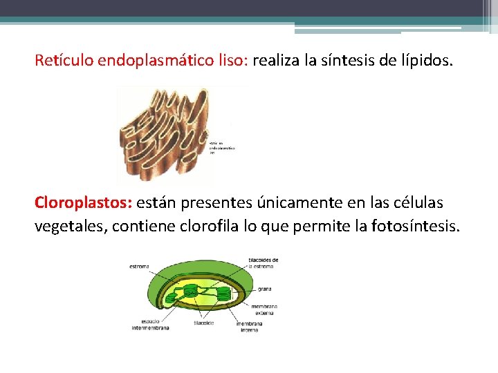 Retículo endoplasmático liso: realiza la síntesis de lípidos. Cloroplastos: están presentes únicamente en las