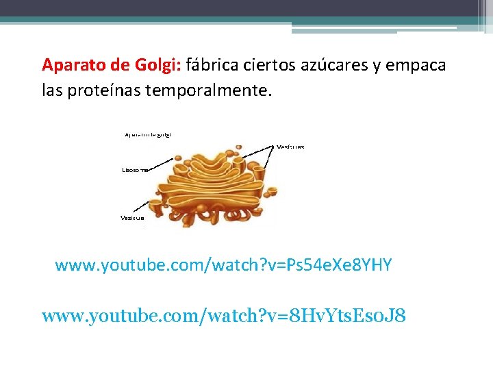 Aparato de Golgi: fábrica ciertos azúcares y empaca las proteínas temporalmente. www. youtube. com/watch?