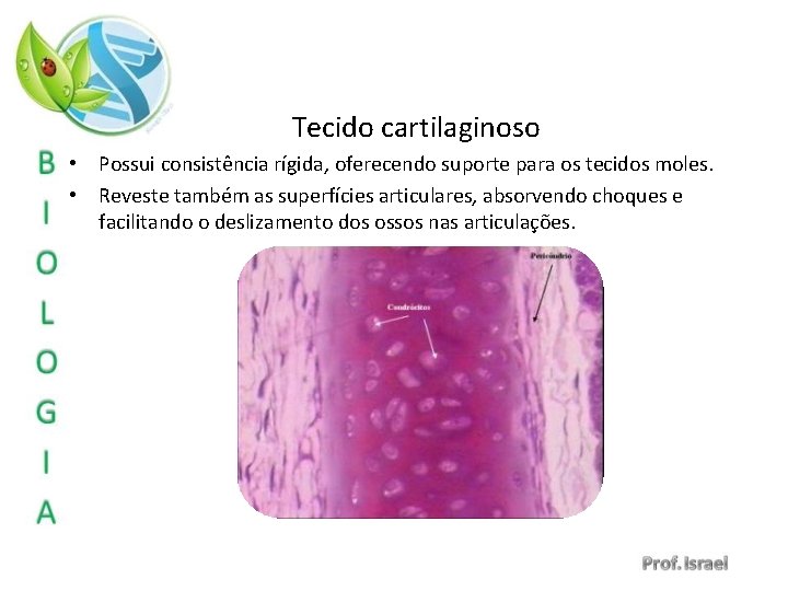 Tecido cartilaginoso • Possui consistência rígida, oferecendo suporte para os tecidos moles. • Reveste