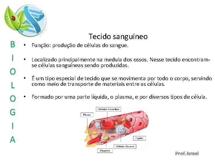 Tecido sanguíneo • Função: produção de células do sangue. • Localizado principalmente na medula