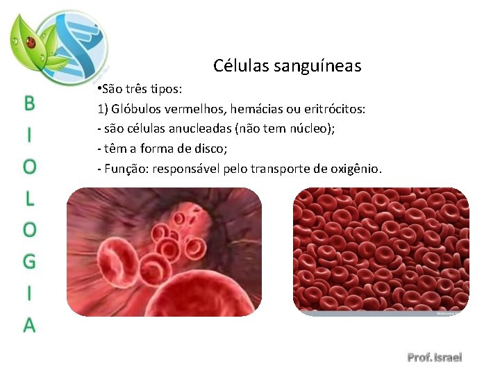 Células sanguíneas • São três tipos: 1) Glóbulos vermelhos, hemácias ou eritrócitos: - são