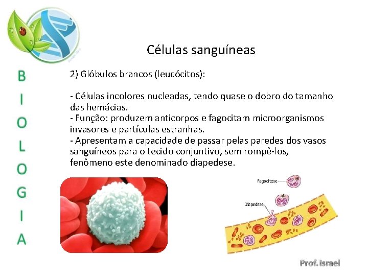 Células sanguíneas 2) Glóbulos brancos (leucócitos): - Células incolores nucleadas, tendo quase o dobro