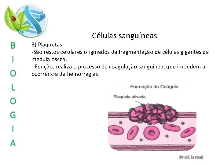 Células sanguíneas 3) Plaquetas: -São restos celulares originados da fragmentação de células gigantes da
