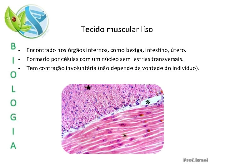 Tecido muscular liso - Encontrado nos órgãos internos, como bexiga, intestino, útero. Formado por