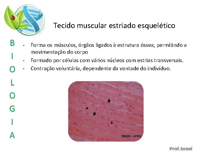 Tecido muscular estriado esquelético - Forma os músculos, órgãos ligados à estrutura óssea, permitindo