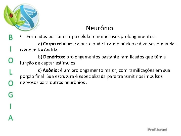 Neurônio • Formados por um corpo celular e numerosos prolongamentos. a) Corpo celular: é