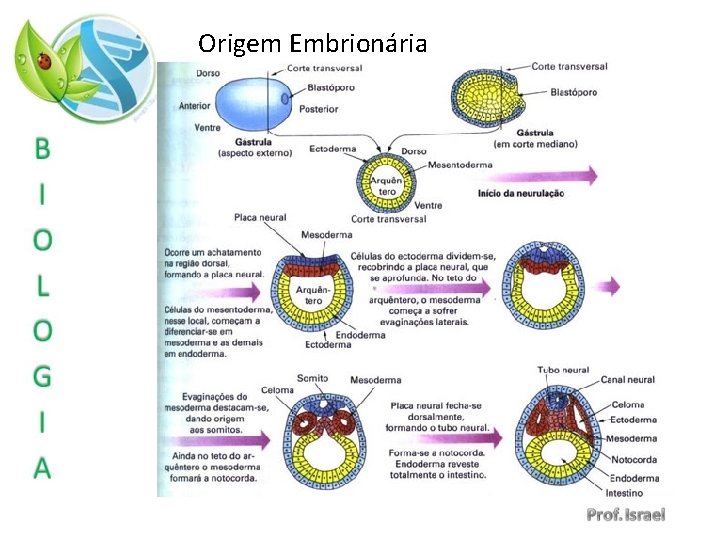Origem Embrionária 