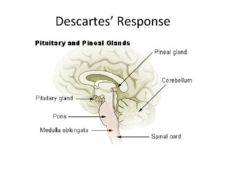 Descartes’ Response 