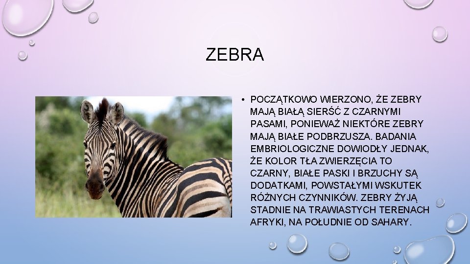 ZEBRA • POCZĄTKOWO WIERZONO, ŻE ZEBRY MAJĄ BIAŁĄ SIERŚĆ Z CZARNYMI PASAMI, PONIEWAŻ NIEKTÓRE ZEBRA • POCZĄTKOWO WIERZONO, ŻE ZEBRY MAJĄ BIAŁĄ SIERŚĆ Z CZARNYMI PASAMI, PONIEWAŻ NIEKTÓRE