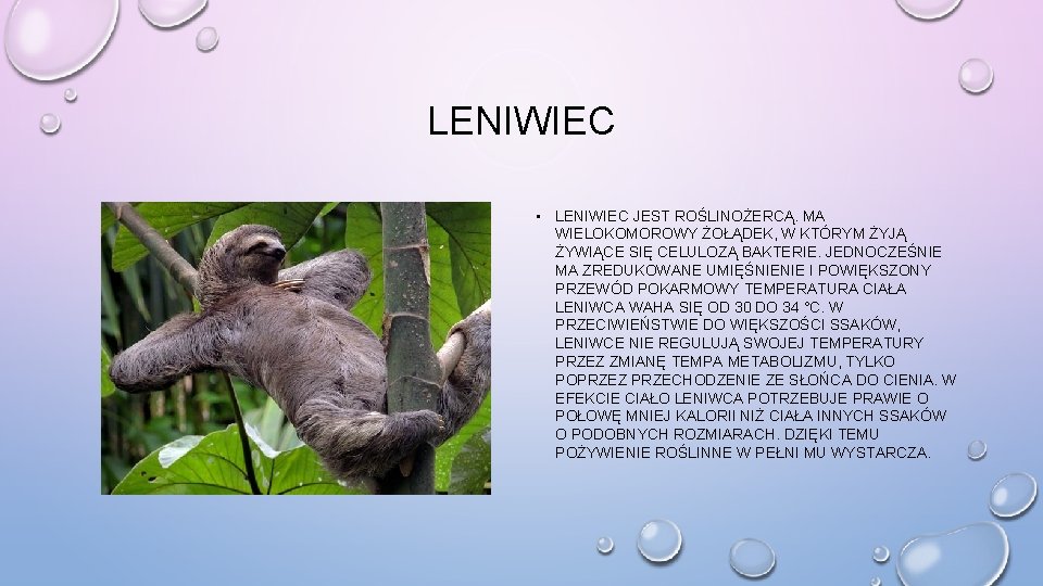 LENIWIEC • LENIWIEC JEST ROŚLINOŻERCĄ. MA WIELOKOMOROWY ŻOŁĄDEK, W KTÓRYM ŻYJĄ ŻYWIĄCE SIĘ CELULOZĄ