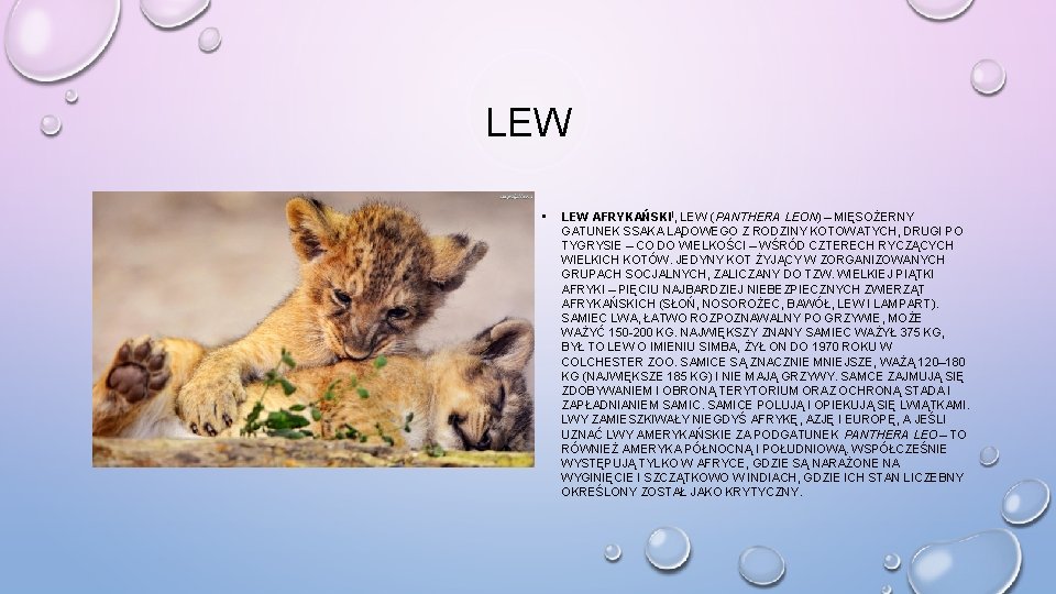 LEW • LEW AFRYKAŃSKI ], LEW (PANTHERA LEON) – MIĘSOŻERNY GATUNEK SSAKA LĄDOWEGO Z