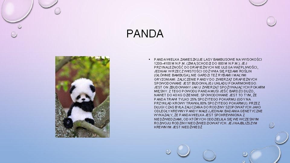 PANDA • PANDA WIELKA ZAMIESZKUJE LASY BAMBUSOWE NA WYSOKOŚCI 1200– 4100 M N. P.