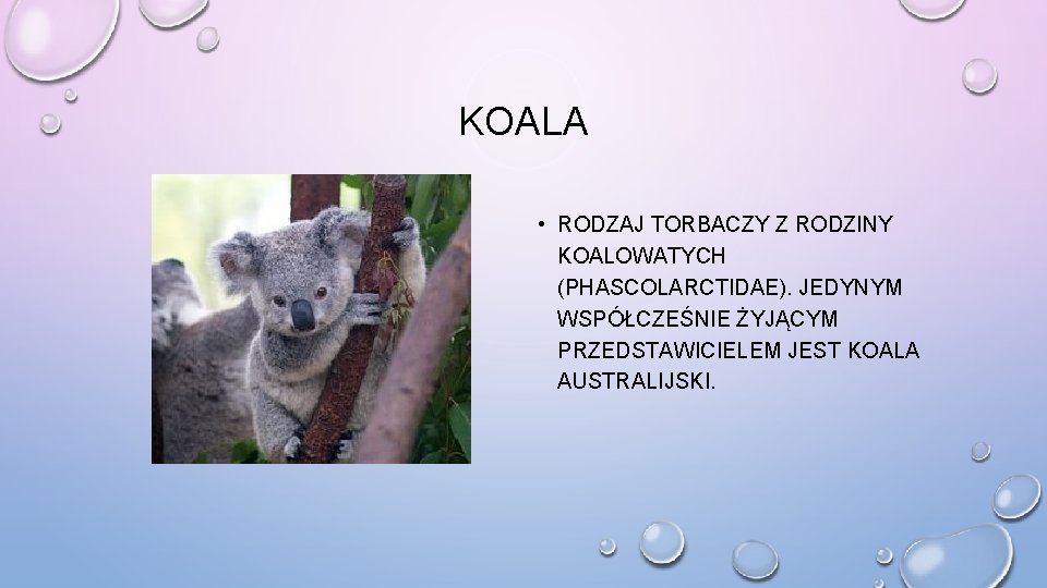 KOALA • RODZAJ TORBACZY Z RODZINY KOALOWATYCH (PHASCOLARCTIDAE). JEDYNYM WSPÓŁCZEŚNIE ŻYJĄCYM PRZEDSTAWICIELEM JEST KOALA