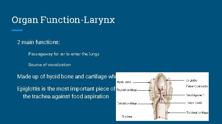 Organ Function-Larynx 2 main functions: Passageway for air to enter the lungs Source of