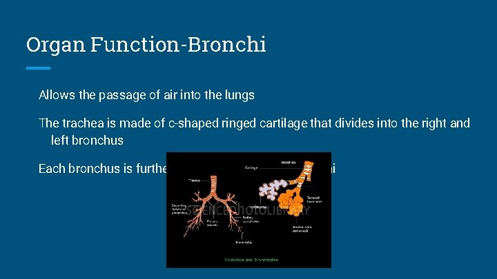 Organ Function-Bronchi Allows the passage of air into the lungs The trachea is made