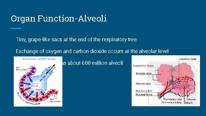 Organ Function-Alveoli Tiny, grape-like sacs at the end of the respiratory tree Exchange of