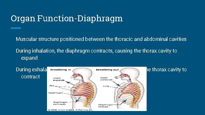 Organ Function-Diaphragm Muscular structure positioned between the thoracic and abdominal cavities During inhalation, the