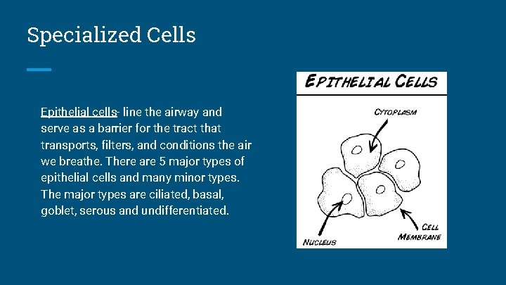 Specialized Cells Epithelial cells- line the airway and serve as a barrier for the