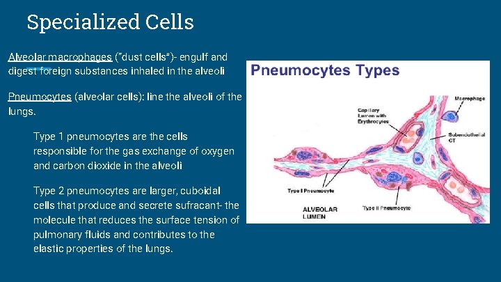 Specialized Cells Alveolar macrophages (“dust cells”)- engulf and digest foreign substances inhaled in the