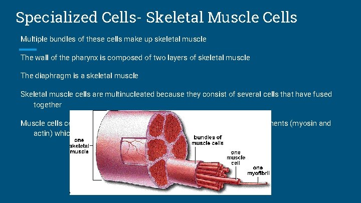 Specialized Cells- Skeletal Muscle Cells Multiple bundles of these cells make up skeletal muscle