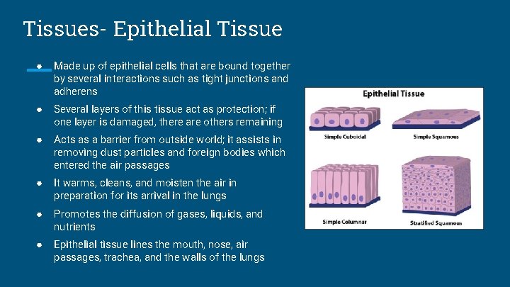 Tissues- Epithelial Tissue ● Made up of epithelial cells that are bound together by