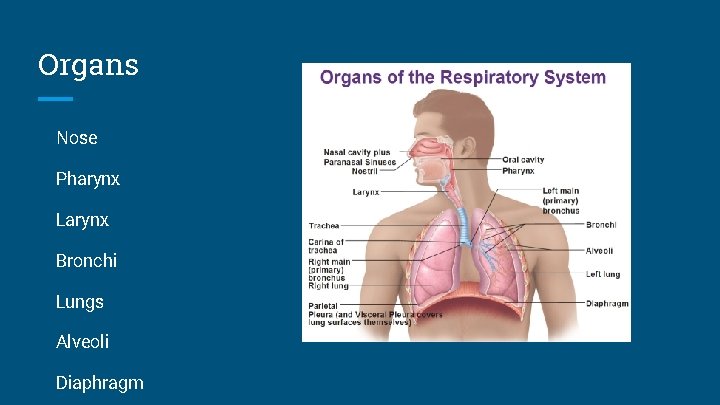 Organs Nose Pharynx Larynx Bronchi Lungs Alveoli Diaphragm 