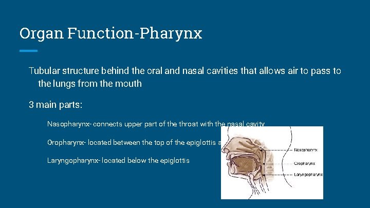 Organ Function-Pharynx Tubular structure behind the oral and nasal cavities that allows air to