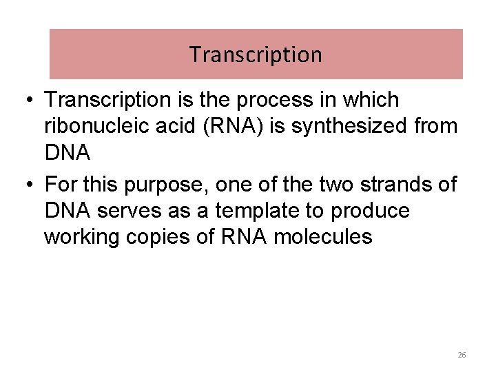 Transcription • Transcription is the process in which ribonucleic acid (RNA) is synthesized from