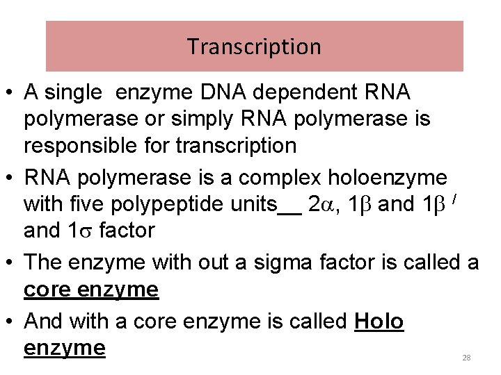 Transcription • A single enzyme DNA dependent RNA polymerase or simply RNA polymerase is