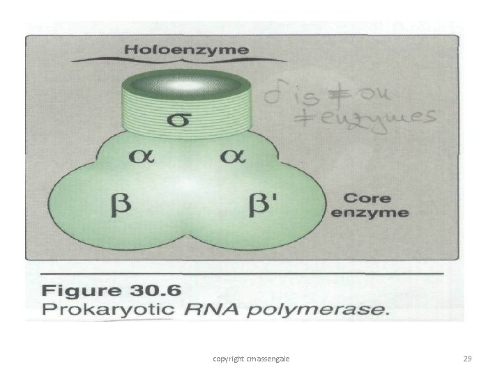 copyright cmassengale 29 copyright cmassengale 29