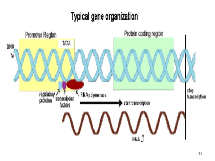 The ‘---35’ sequence • This is the second recognition site in the promoter region