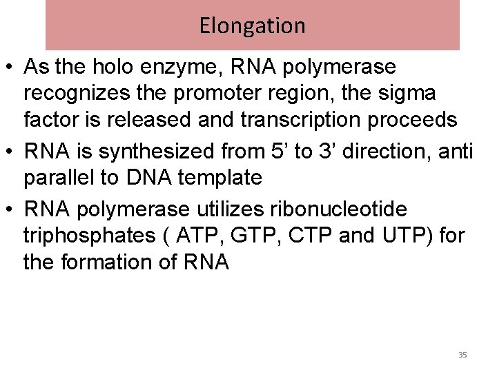 Elongation • As the holo enzyme, RNA polymerase recognizes the promoter region, the sigma Elongation • As the holo enzyme, RNA polymerase recognizes the promoter region, the sigma