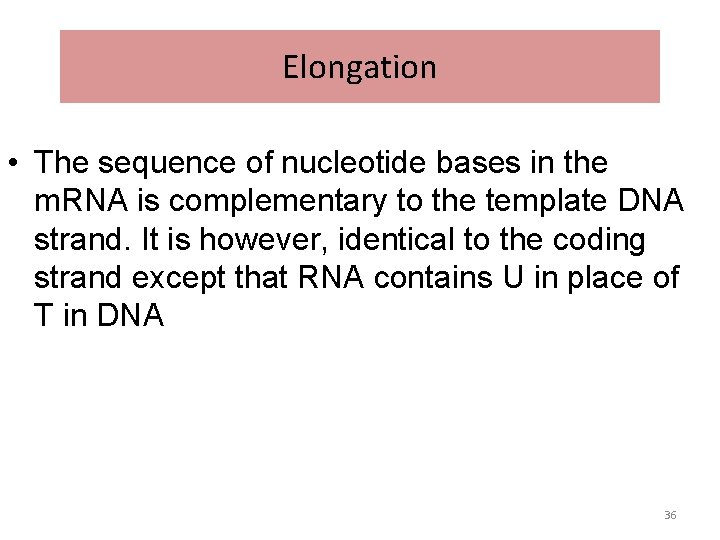 Elongation • The sequence of nucleotide bases in the m. RNA is complementary to