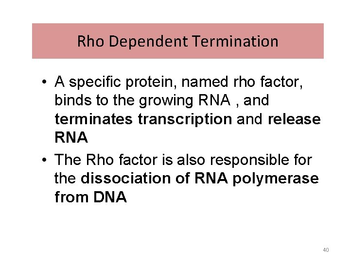 Rho Dependent Termination • A specific protein, named rho factor, binds to the growing