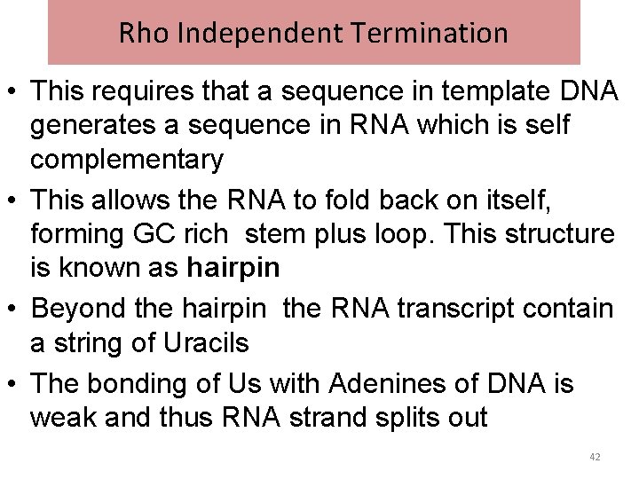 Rho Independent Termination • This requires that a sequence in template DNA generates a