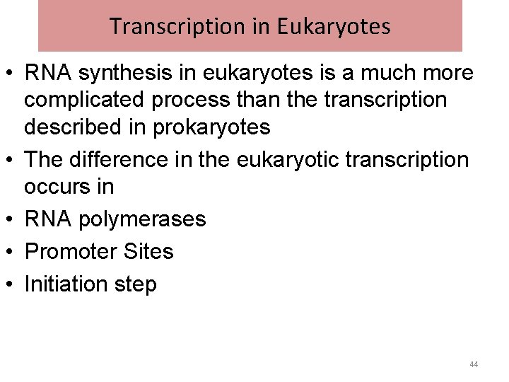 Transcription in Eukaryotes • RNA synthesis in eukaryotes is a much more complicated process