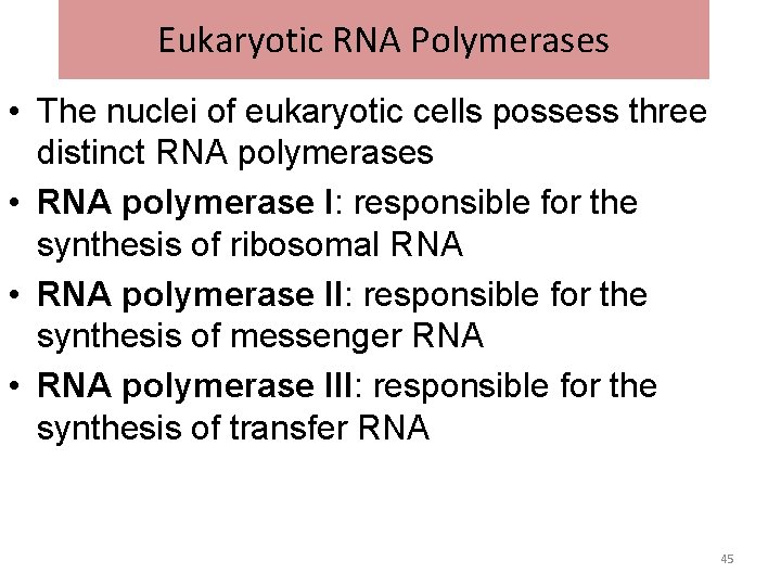 Eukaryotic RNA Polymerases • The nuclei of eukaryotic cells possess three distinct RNA polymerases Eukaryotic RNA Polymerases • The nuclei of eukaryotic cells possess three distinct RNA polymerases