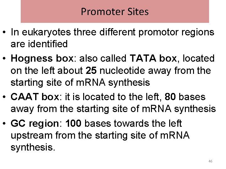 Promoter Sites • In eukaryotes three different promotor regions are identified • Hogness box: Promoter Sites • In eukaryotes three different promotor regions are identified • Hogness box: