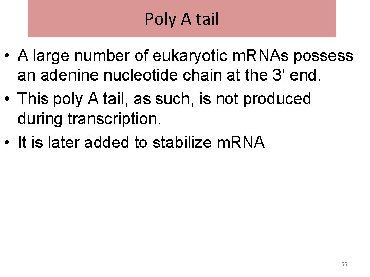 Poly A tail • A large number of eukaryotic m. RNAs possess an adenine