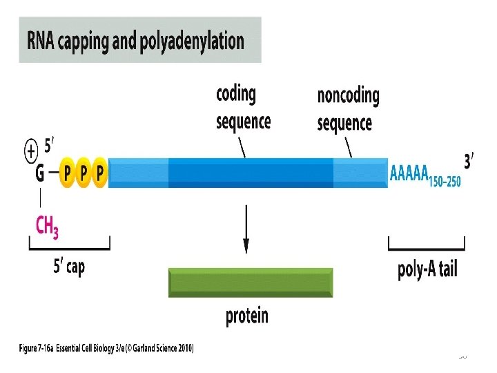 Poly A tail • A large number of eukaryotic m. RNAs possess an adenine