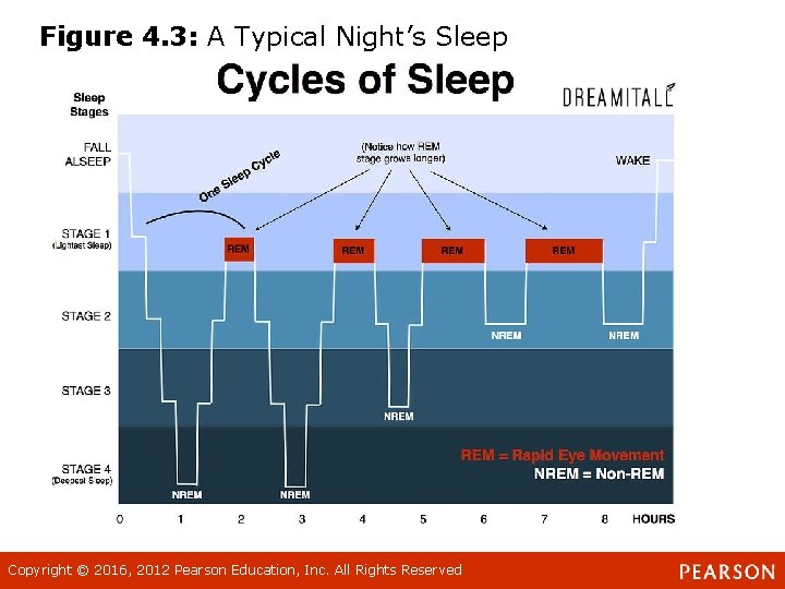 Figure 4. 3: A Typical Night’s Sleep Copyright © 2016, 2012 Pearson Education, Inc. Figure 4. 3: A Typical Night’s Sleep Copyright © 2016, 2012 Pearson Education, Inc.