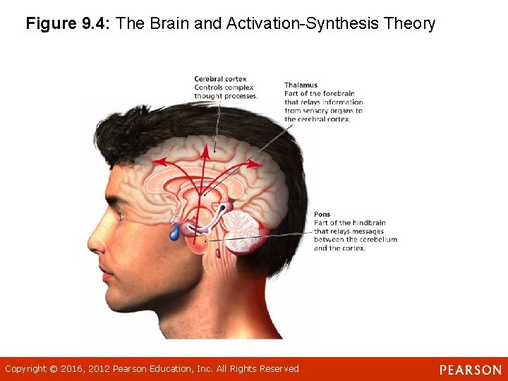 Figure 9. 4: The Brain and Activation-Synthesis Theory Copyright © 2016, 2012 Pearson Education, Figure 9. 4: The Brain and Activation-Synthesis Theory Copyright © 2016, 2012 Pearson Education,
