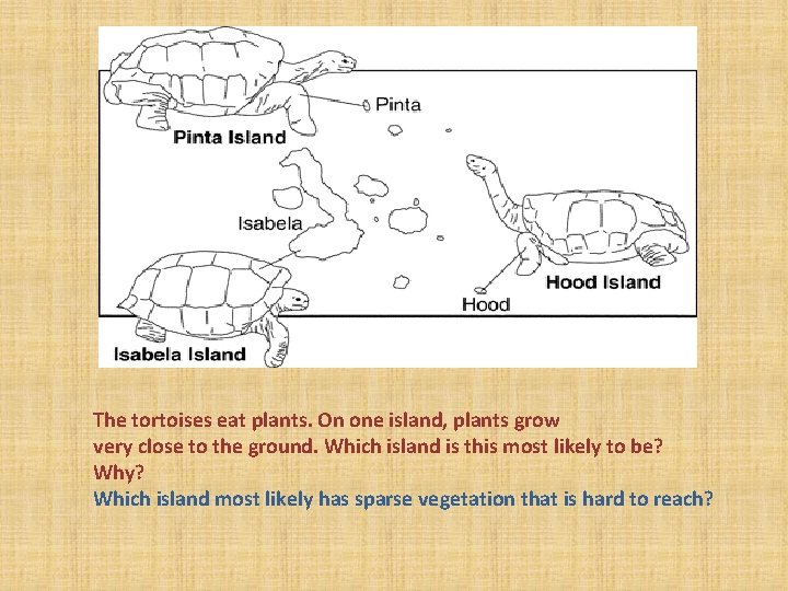 The tortoises eat plants. On one island, plants grow very close to the ground.