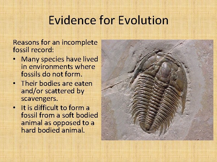 Evidence for Evolution Reasons for an incomplete fossil record: • Many species have lived