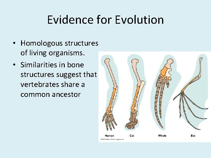 Evidence for Evolution • Homologous structures of living organisms. • Similarities in bone structures