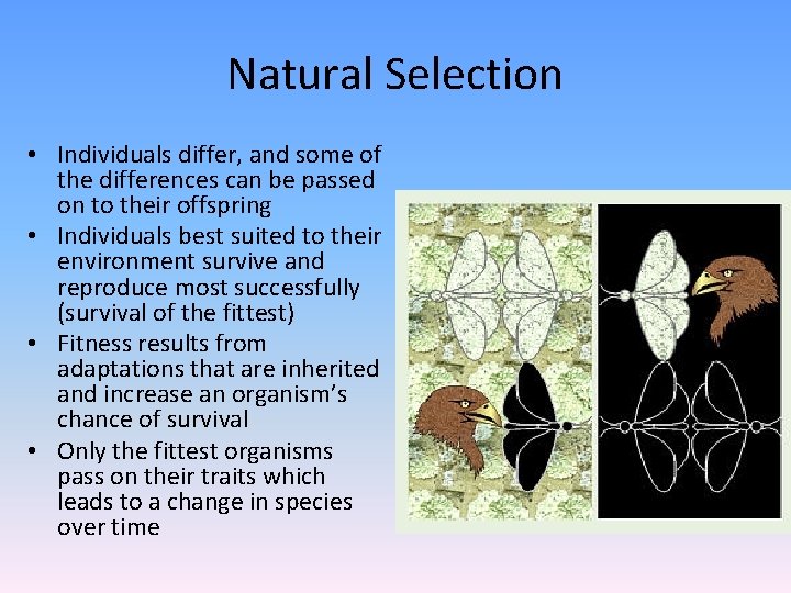 Natural Selection • Individuals differ, and some of the differences can be passed on